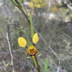 Diuris semilunulata at O'Connor, ACT - suppressed