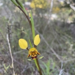 Diuris semilunulata (Late Leopard Orchid) at O'Connor, ACT - 19 Sep 2021 by Radha