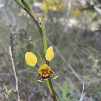 Diuris semilunulata (Late Leopard Orchid) at O'Connor, ACT - 19 Sep 2021 by Radha