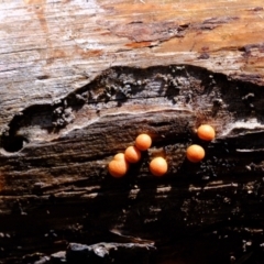 Lycogala epidendrum (Wolf's milk) at Ginninderry Conservation Corridor - 8 Nov 2021 by Kurt