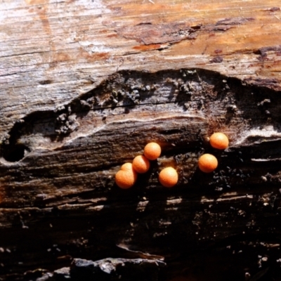 Lycogala epidendrum (Wolf's milk) at Ginninderry Conservation Corridor - 8 Nov 2021 by Kurt