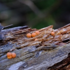 Lycogala epidendrum (Complex) at Coree, ACT - 8 Nov 2021