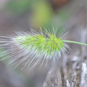 Cynosurus echinatus at Wamboin, NSW - 7 Dec 2020