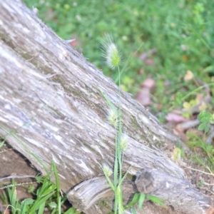 Cynosurus echinatus at Wamboin, NSW - 7 Dec 2020