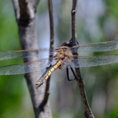 Hemicordulia tau (Tau Emerald) at Coree, ACT - 8 Nov 2021 by Kurt