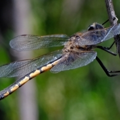 Hemicordulia tau at Coree, ACT - 8 Nov 2021