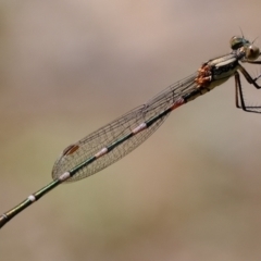 Austrolestes leda (Wandering Ringtail) at Coree, ACT - 8 Nov 2021 by Kurt