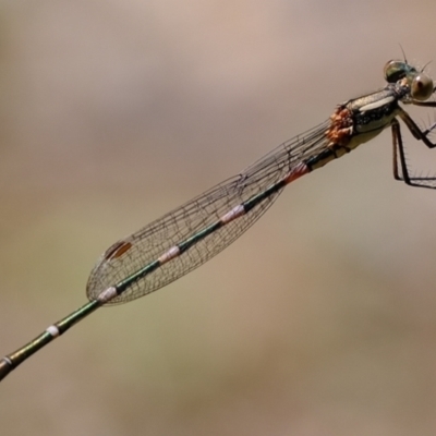 Austrolestes leda (Wandering Ringtail) at Ginninderry Conservation Corridor - 8 Nov 2021 by Kurt