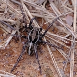 Artoriopsis sp. (genus) at Holt, ACT - 8 Nov 2021 03:50 PM