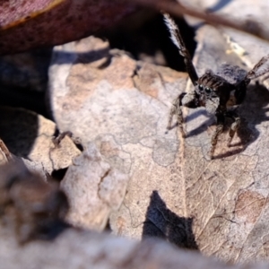 Maratus vespertilio at Coree, ACT - 8 Nov 2021