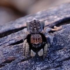 Maratus vespertilio at Coree, ACT - suppressed