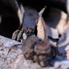 Maratus vespertilio at Coree, ACT - 8 Nov 2021