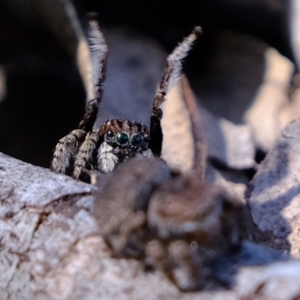 Maratus vespertilio at Coree, ACT - suppressed