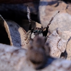 Maratus vespertilio at Coree, ACT - suppressed