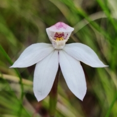 Caladenia alpina (Mountain Caps) at Namadgi National Park - 8 Nov 2021 by RobG1