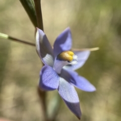 Thelymitra brevifolia (Short-leaf Sun Orchid) at Kambah, ACT - 8 Nov 2021 by AJB