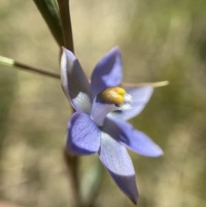 Thelymitra brevifolia at Kambah, ACT - 8 Nov 2021