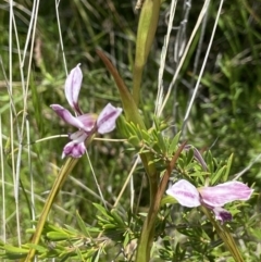 Diuris dendrobioides at suppressed - suppressed