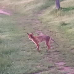 Vulpes vulpes (Red Fox) at Urambi Hills - 8 Nov 2021 by michaelb
