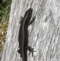 Pseudemoia entrecasteauxii (Woodland Tussock-skink) at Cotter River, ACT - 8 Nov 2021 by BrianH