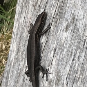 Pseudemoia entrecasteauxii at Cotter River, ACT - 8 Nov 2021