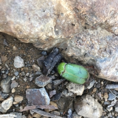 Xylonichus eucalypti (Green cockchafer beetle) at Namadgi National Park - 8 Nov 2021 by BrianH