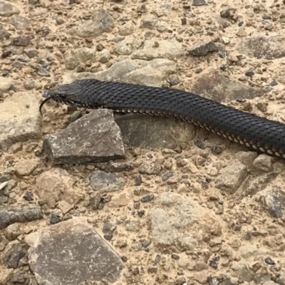 Austrelaps ramsayi (Highlands Copperhead) at Cotter River, ACT - 8 Nov 2021 by BrianH