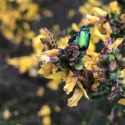 Diphucephala sp. (genus) (Green Scarab Beetle) at Namadgi National Park - 8 Nov 2021 by BrianH