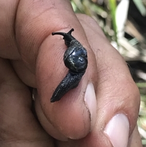 Helicarion cuvieri at Cotter River, ACT - 8 Nov 2021 03:46 PM