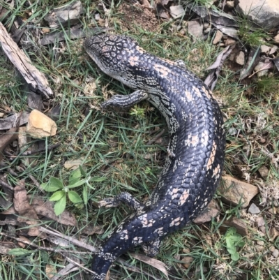 Tiliqua nigrolutea (Blotched Blue-tongue) at Bimberi Nature Reserve - 8 Nov 2021 by BrianH