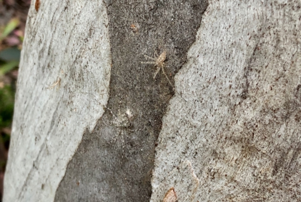 Tamopsis sp. (genus) at Aranda, ACT - 8 Nov 2021