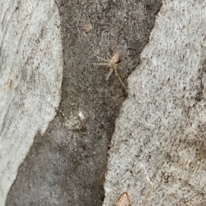 Tamopsis sp. (genus) at Aranda, ACT - 8 Nov 2021