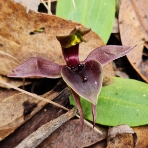 Chiloglottis valida at Cotter River, ACT - suppressed