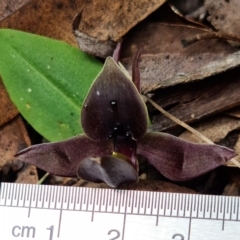 Chiloglottis valida at Cotter River, ACT - suppressed