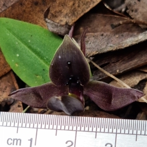 Chiloglottis valida at Cotter River, ACT - suppressed