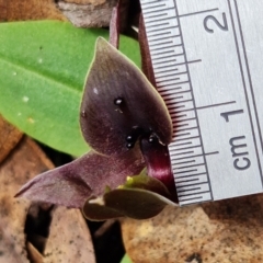 Chiloglottis valida at Cotter River, ACT - suppressed