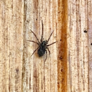 Badumna sp. (genus) at Aranda, ACT - 8 Nov 2021