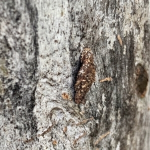 Cebysa leucotelus at Aranda, ACT - 8 Nov 2021