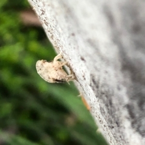 Ledromorpha planirostris at Aranda, ACT - 8 Nov 2021