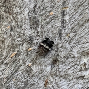 Platybrachys sp. (genus) at Aranda, ACT - 8 Nov 2021