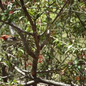 Myzomela sanguinolenta at Acton, ACT - 8 Nov 2021