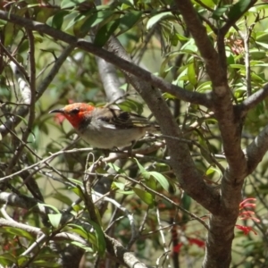 Myzomela sanguinolenta at Acton, ACT - 8 Nov 2021