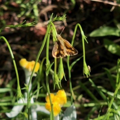 Ocybadistes walkeri (Green Grass-dart) at Aranda, ACT - 8 Nov 2021 by KMcCue