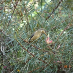 Acanthorhynchus tenuirostris at Acton, ACT - 8 Nov 2021