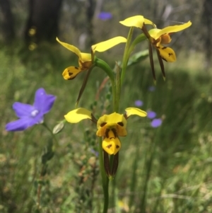 Diuris sulphurea at Molonglo Valley, ACT - 8 Nov 2021