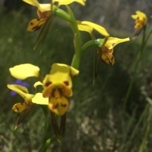 Diuris sulphurea at Molonglo Valley, ACT - 8 Nov 2021