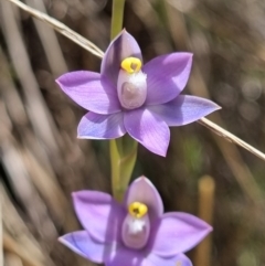 Thelymitra peniculata (Blue Star Sun-orchid) at Stromlo, ACT - 8 Nov 2021 by AaronClausen