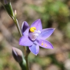 Thelymitra peniculata (Blue Star Sun-orchid) at Stromlo, ACT - 8 Nov 2021 by AaronClausen