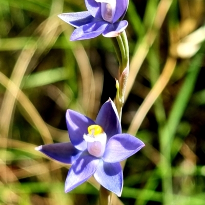 Thelymitra peniculata (Blue Star Sun-orchid) at Block 402 - 8 Nov 2021 by AaronClausen