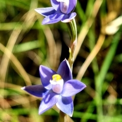Thelymitra peniculata (Blue Star Sun-orchid) at Stromlo, ACT - 8 Nov 2021 by AaronClausen